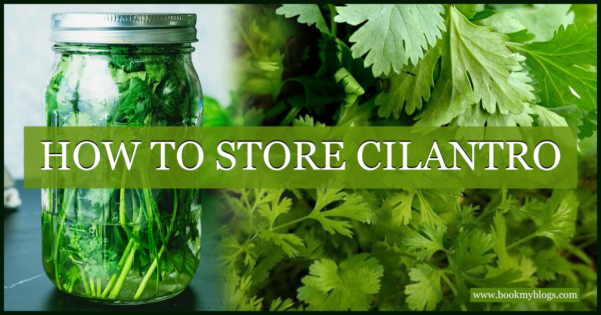 How To Store Cilantro