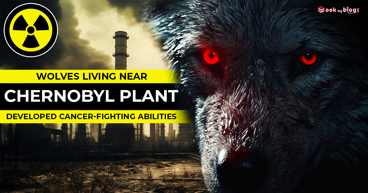 You are currently viewing “Unbelievable: Wolves Near Chernobyl Nuclear Disaster Site Have Developed Cancer-Fighting Abilities!”